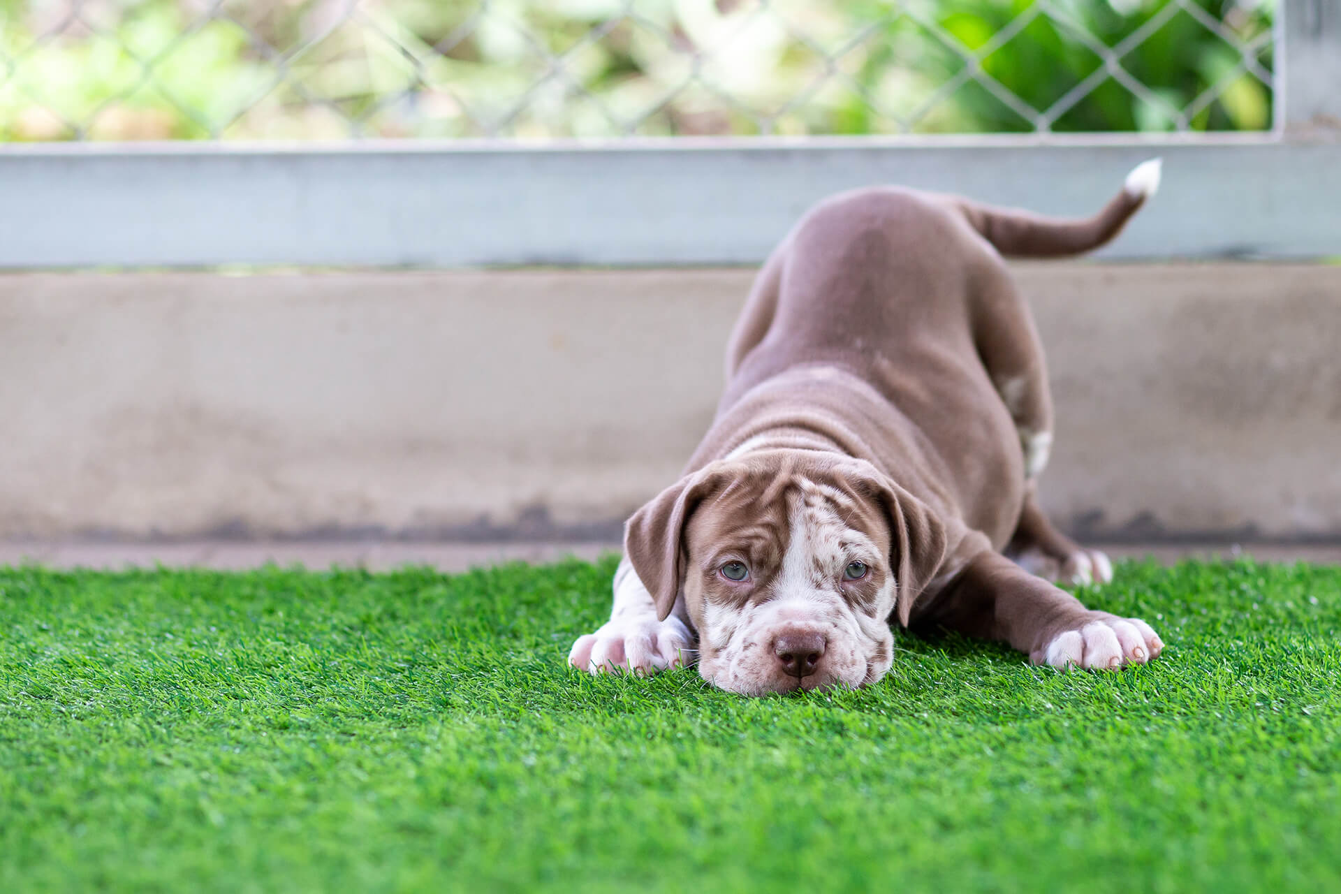 Pet Grooming in San Rafael
