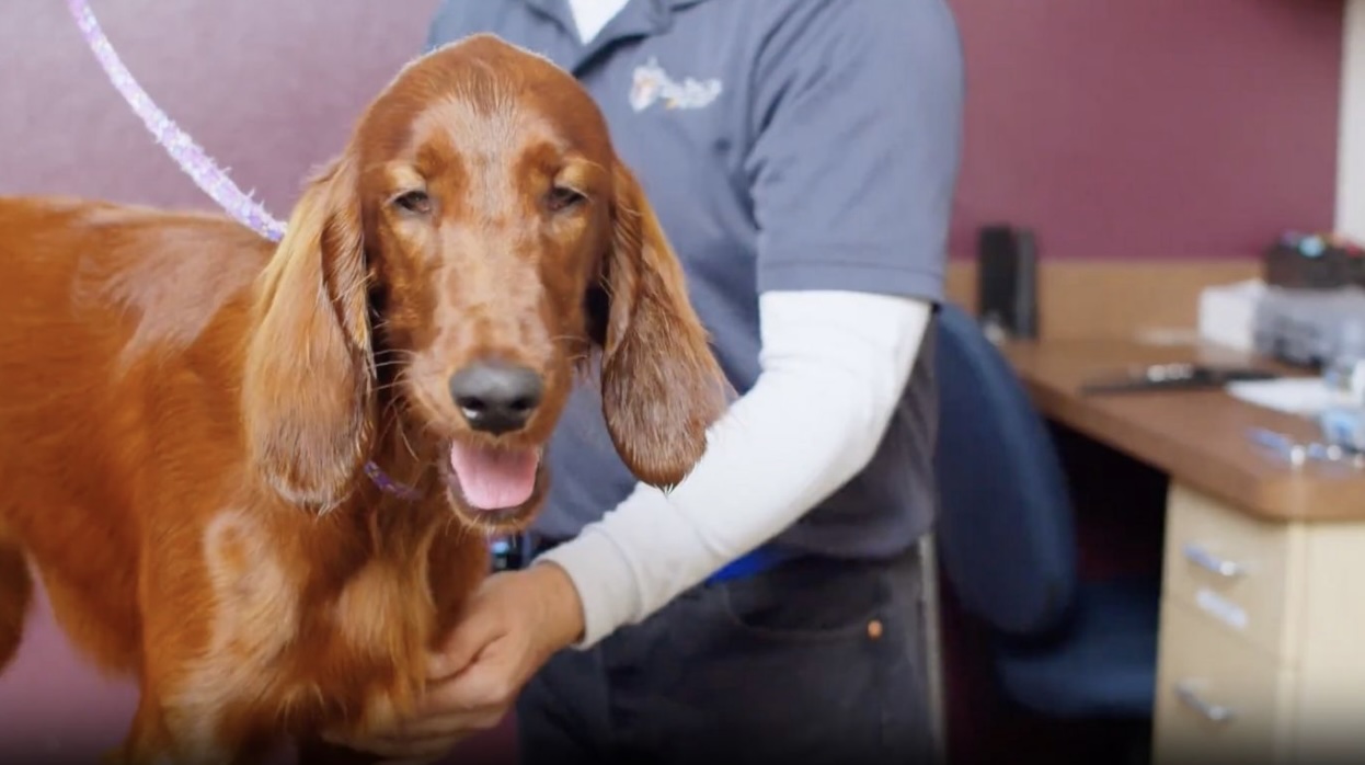 Dog Grooming in San Rafael Dog Grooming in San Rafael