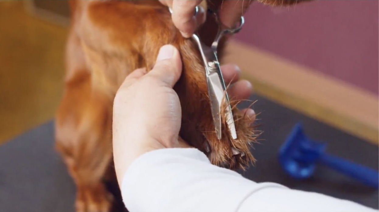 Low Cost Dog Grooming in San Rafael Low Cost Dog Grooming in San Rafael