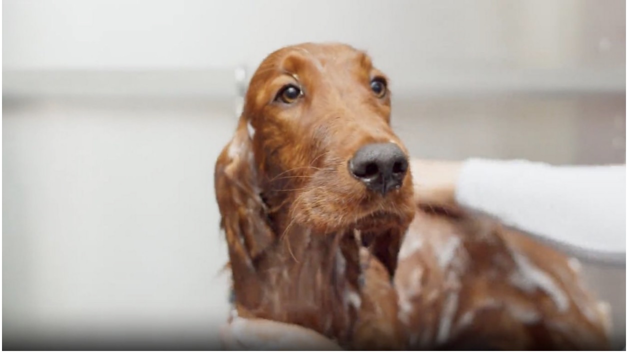 Professional Pet Grooming in San Rafael Professional Pet Grooming in San Rafael