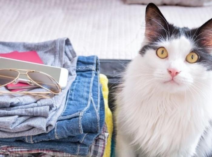 Cat Sitting Tips for Guilt-Free Travel This Holiday Season