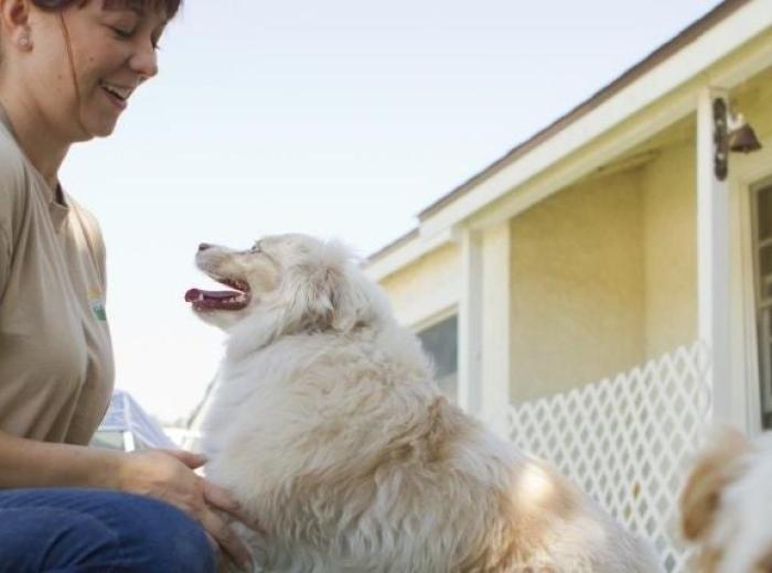 Dog Boarding FAQs for a Stress-Free Vacation