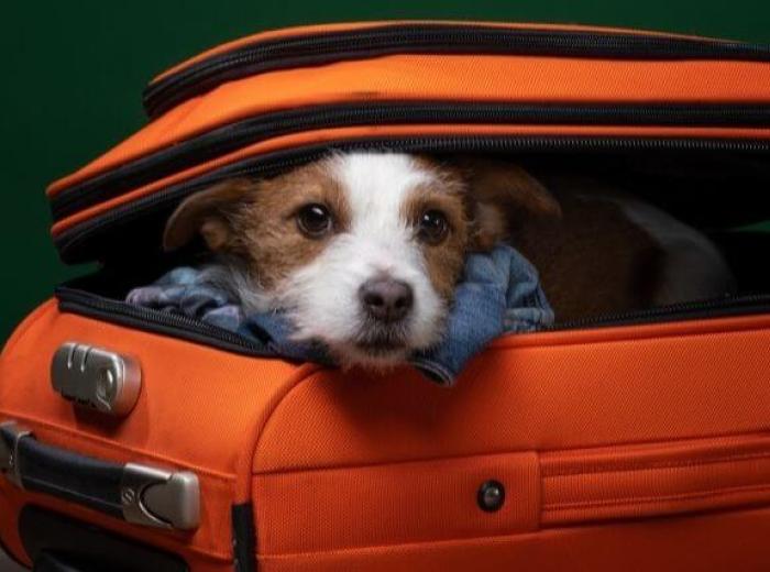 Boarding Your Dog. Vs. Using a Dog Sitter