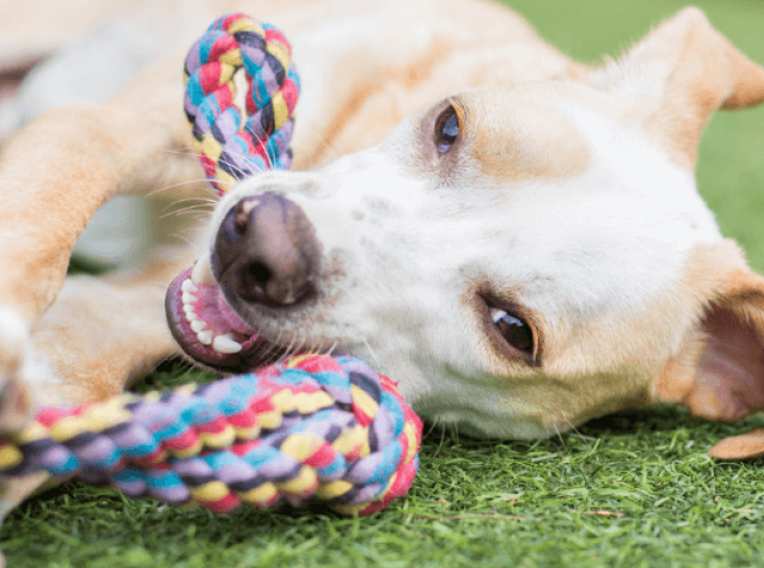 Is It Time for Doggy Daycare?