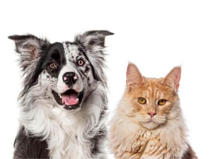 Dogs vs. Cats: Who’s the Bigger Grooming Diva?