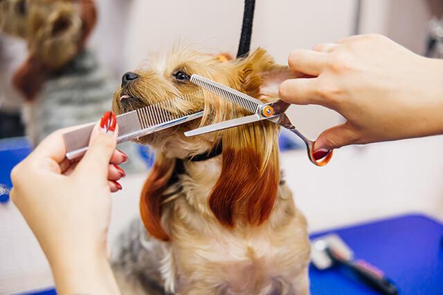 Grooming